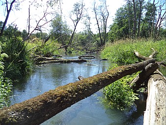 Piraci Parsęty - Białogard